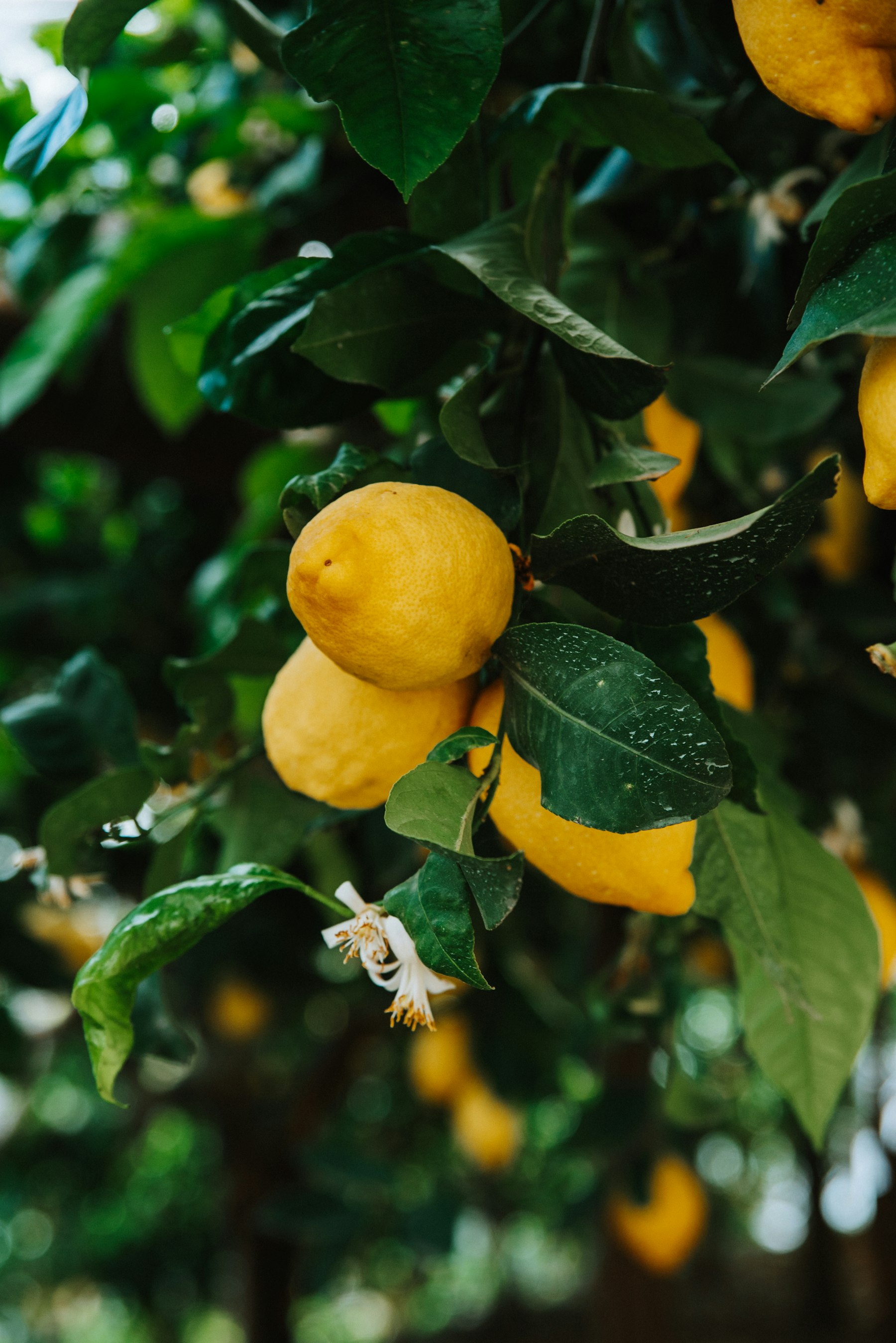 Sfusato lemons ripening on the branch in soft Mediterranean light on the Amalfi coast