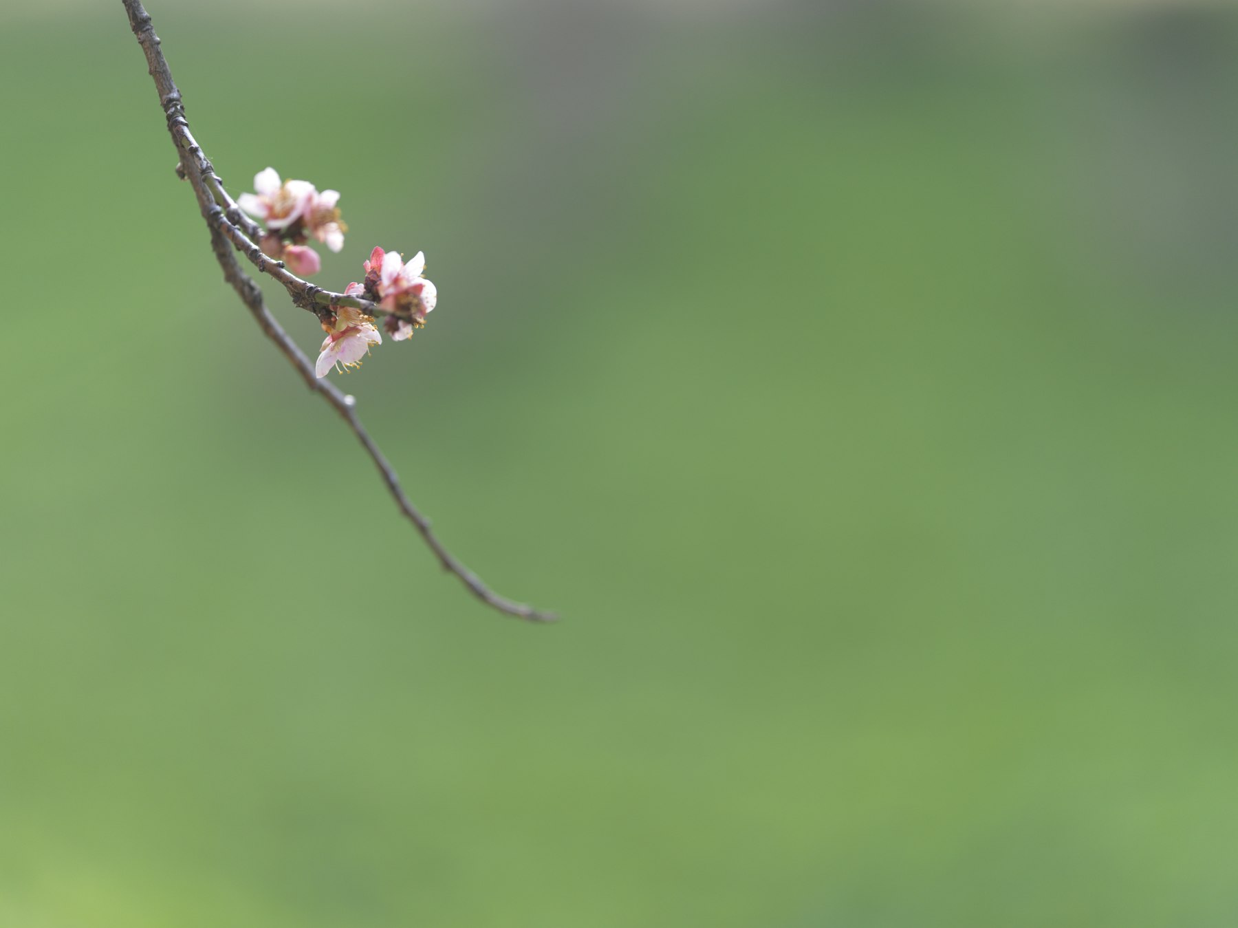 Plum blossom branch with soft pink flowers against a pale neutral background